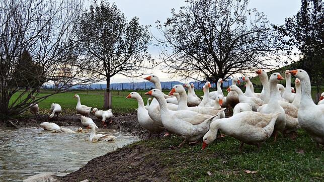 Gänse sind Wasservögel und verbringen ihre Zeit gerne beim Planschen im Teich. Eine Rangordnung gibt es beim Baden nicht, jede Gans darf ...