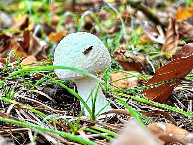 Der Gelbe Knollenblätterpilz (hier die junge Form) ist leicht giftig. Er hat eine zitronengelbe Farbe und einen leichten Geruch wie ein ...