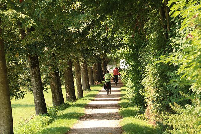 Die Schatten spendende Allee, die zum derzeitigen Zusammenfluss führt, bleibt bei der Umgestaltung fast vollständig erhalten.