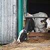 Kühe stehen in einem landwirtschaftlichen Großbetrieb in Bad Grönenbach in einem Stall. (Archivbild von Juli 2019)