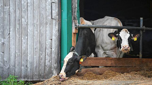 Kühe stehen in einem landwirtschaftlichen Großbetrieb in Bad Grönenbach in einem Stall. (Archivbild von Juli 2019)