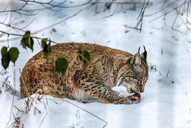 Luchs „Hero“ frisst im Alternativen Wolf- und Bärenpark Schwarzwald ein Stück Fleisch. Der Park nimmt Tiere auf, die in ...