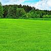 In diesem Wald zwischen Villingen und Schwenningen ist der 83-Jährige Mann glücklich aufgefunden worden. Er war nach einem Sturz ...
