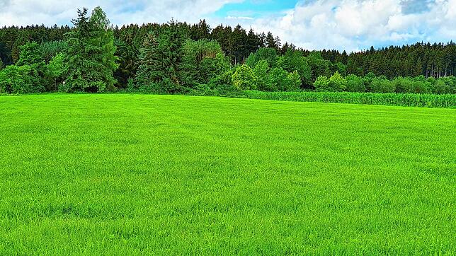 In diesem Wald zwischen Villingen und Schwenningen ist der 83-Jährige Mann glücklich aufgefunden worden. Er war nach einem Sturz ...