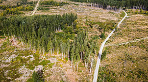 Der Wald muss fit gemacht werden für den Klimawandel. Wie das im Schwarzwald gelingen kann, ist das Thema beim VS-Forum am 14. Oktober ...