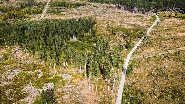 Der Wald muss fit gemacht werden für den Klimawandel. Wie das im Schwarzwald gelingen kann, ist das Thema beim VS-Forum am 14. Oktober ...