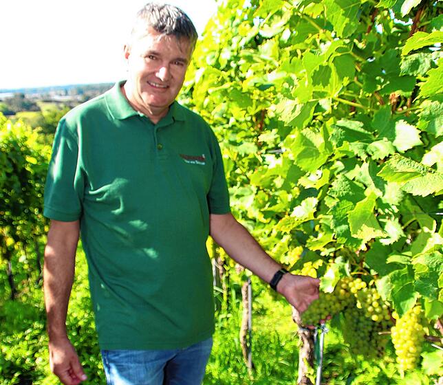 Tobias Keck, Geschäftsführer des Winzervereins Hagnau, steht hier beim Müller-Thurgau. Bei dieser Sorte rechnet er mit einem Ertrag von ...