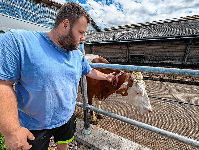 Moritz Hirts Tiere haben am Kaltstall auch eine Terrasse. Kuhfladen werden automatisch weggeschoben. Im Liegebereich im Inneren gibt es ...