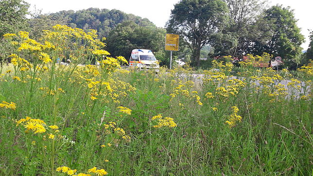 Blühendes Jakobskreuzkraut an der B34 im Bereich Wehr-Brennet im Juli dieses Jahres.