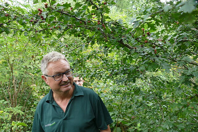 Der Förster begutachtet die Artenvielfalt. Revierleiter Gerd Fricker hat Freude, dass auch Weißdorn gedeiht.