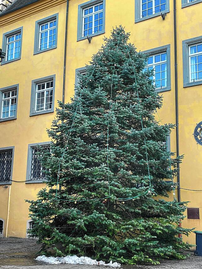 Sieben bis acht Meter misst der Weihnachtsbaum auf dem Marktplatz von Meersburg.