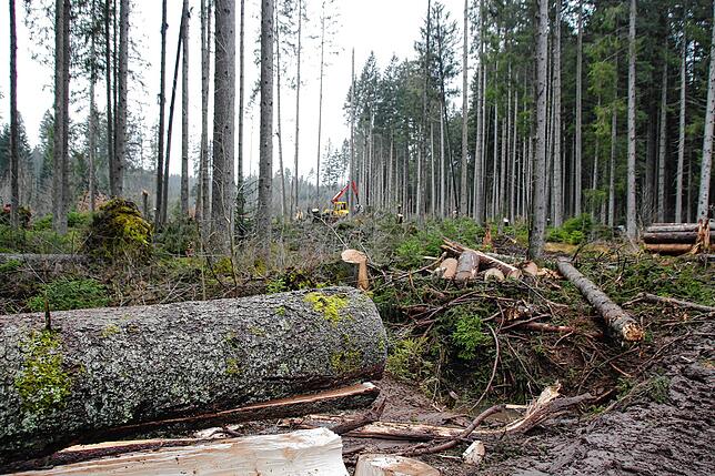 Bild 1: Bilder-Story: Rundgang im von den Sturmtiefs Sabine, Bianca und Diana beschädigten VS-Wald