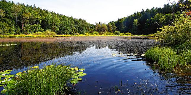 Der Dingelsdorfer Weiher ist ein beliebtes Ausflugsziel und außerdem ein begehrtes Fotomotiv mit den Seerosen am Rand.