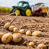 Ein Traktor mit einer Vollerntemaschine für Kartoffeln fährt über ein Feld nahe Waiblingen. Die ernte ist auch im kommenden Jahr bedroht.
