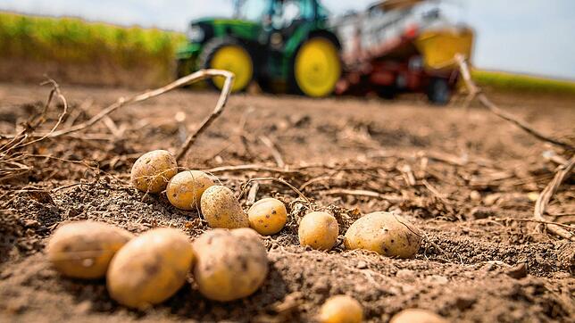 Ein Traktor mit einer Vollerntemaschine für Kartoffeln fährt über ein Feld nahe Waiblingen. Die ernte ist auch im kommenden Jahr bedroht.