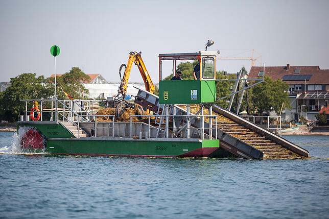 Die Seehkuh frist das Seegras vor der Reichenau