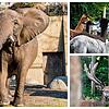 Tierisch viel los ist am Hochrhein in den Tierparks und Zoos. Von links: Der Zoo Basel, bei Alpaka-Wanderungen und im Wildgehege Waldshut.
