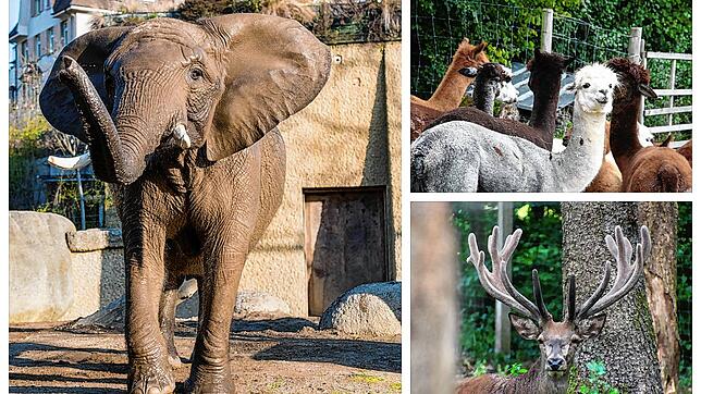 Tierisch viel los ist am Hochrhein in den Tierparks und Zoos. Von links: Der Zoo Basel, bei Alpaka-Wanderungen und im Wildgehege Waldshut.