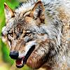 Wolf.