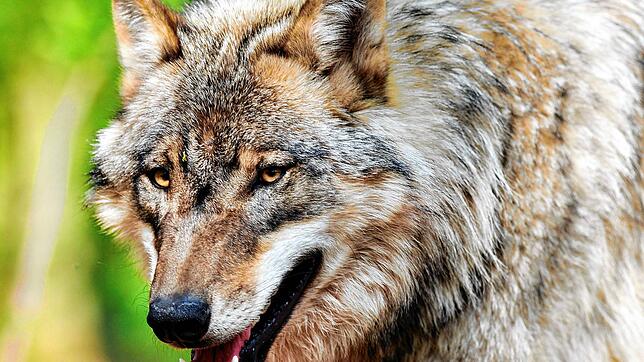 Wolf.