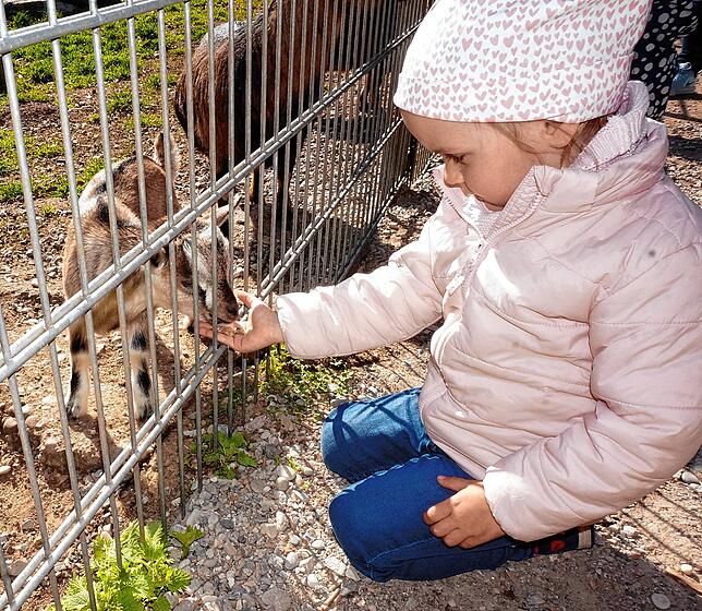 Bild 4: Tiere im Wildgehege und ihr Nachwuchs genießen die Sonne