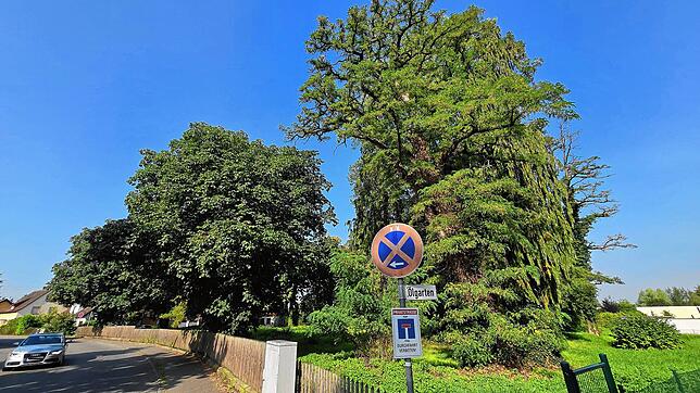 Der Gemeinderat hatte den Entwurf des vorhabenbezogenen Bebauungsplans Ölgarten II im Juni verabschiedet – bei vier Gegenstimmen. ...