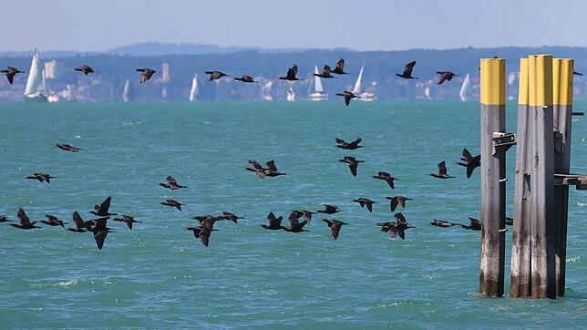 Im Kampf gegen den als Fischräuber berüchtigten Kormoran sollen Anfang des kommenden Jahres Drohnen eingesetzt werden. (Archivbild)