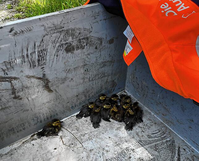 Die Polizei hat elf Entenküken eingefangen, die auf der A5 bei Efringen-Kirchen gewatschelt sind, und in die Obhut des Tierheims gegeben.