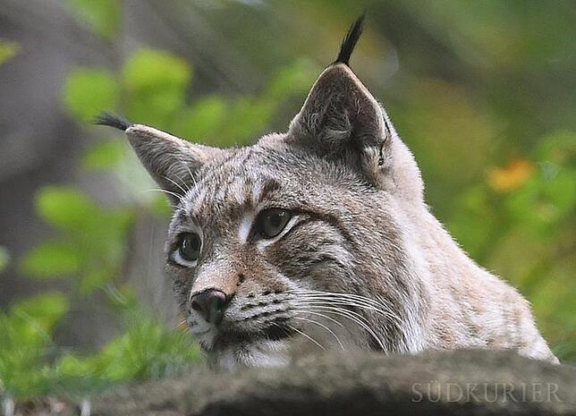 Luchs Luchse zählen zwar zu den Kleinkatzen, sind jedoch die größten europäischen Wildkatzen. Sie können 70 bis 110 cm lang werden, haben eine ...