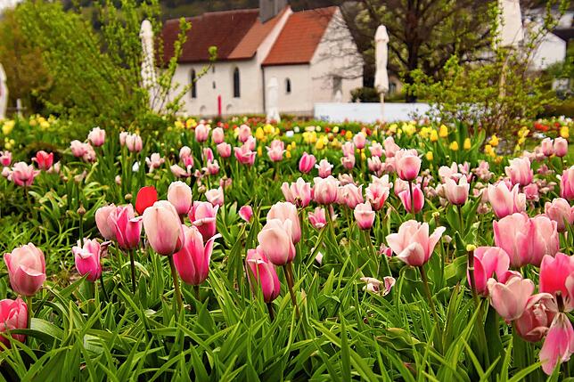 Vor der Silvesterkapelle im Überlinger Uferpark, dem größten Ausstellungsbereich der Landesgartenschau, blühen zahllose Tulpen und ...