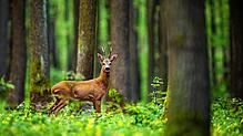 Auch Rehwild kann durch Verbiss an der Naturverjüngung des Waldzustand beeinflussen. Foto: WildMedia (stock.adobe.com)