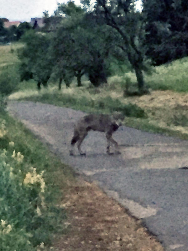 Ist das der Bodensee-Wolf? Dieses Bild hat Manuel Buschle am Montagabend in der beginnenden Dunkelheit bei Öfingen mit seinem Handy ...