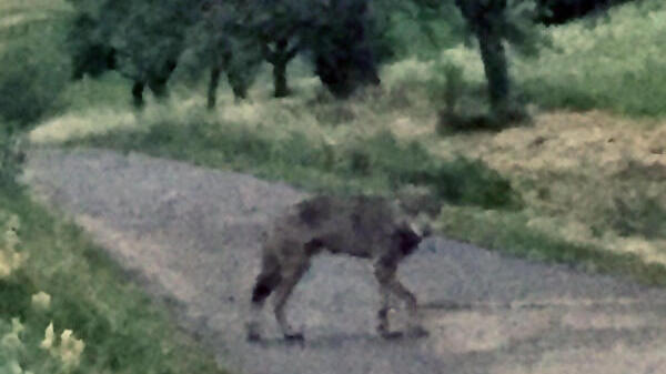 Ist das der Bodensee-Wolf? Dieses Bild hat Manuel Buschle am Montagabend in der beginnenden Dunkelheit bei Öfingen mit seinem Handy ...