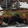 Bei starkem Regen oder bei Schneeschmelze gibt es beim Abwasserpumpwerk auf den Feldberg immer wieder einen Abschlag beziehungsweise ...