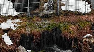 Bei starkem Regen oder bei Schneeschmelze gibt es beim Abwasserpumpwerk auf den Feldberg immer wieder einen Abschlag beziehungsweise ...