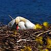 Ein Schwan brütet am Häfler Bodenseeufer.