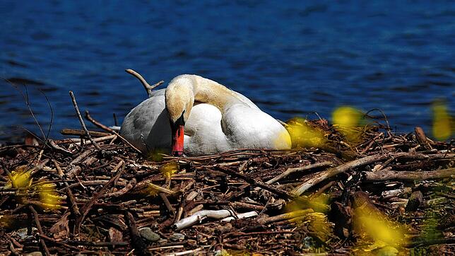 Ein Schwan brütet am Häfler Bodenseeufer.