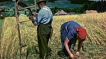 Getreideernte im Schwarzwald: Bis in die 1950er-Jahre wurde dabei auch mit der Sense gearbeitet. Die Frau bindet die Garben, die zu ...