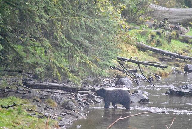 Bild 10: Die schönsten Tierfotos aus Alaska und British Columbia
