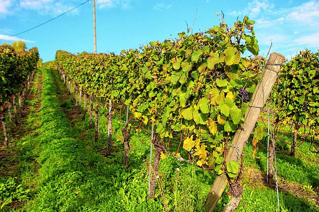 An der Wanger Halde werden auf 7 Hektar die Sorten Müller-Thurgau, Spätburgunder, Weißburgunder, Ruländer und Kerner angebaut.