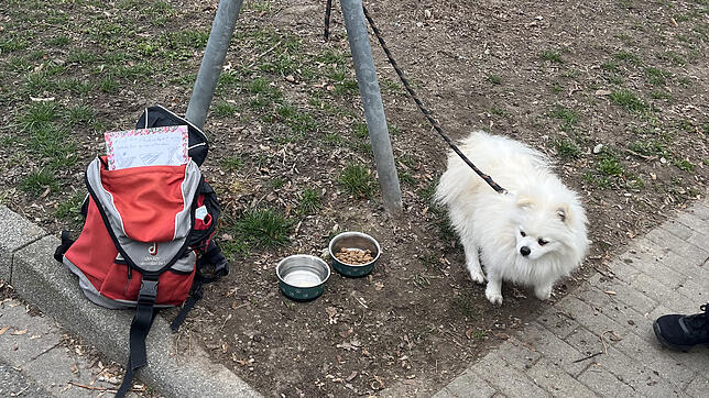 Diesem Hund – es soll es sich um einen Spitz-Mischling handeln – haben Passanten angeleint im Konstanzer Stadtteil Paradies gefunden.