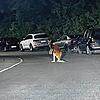 Kurioser Anblick: In der Nacht zum Sonntag hüpften vier ausgerissene Kängurus durch Überlingen.