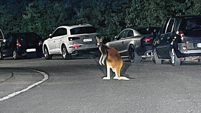 Kurioser Anblick: In der Nacht zum Sonntag hüpften vier ausgerissene Kängurus durch Überlingen.