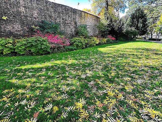 Jenseits der Stadtmauer gibt es ein Spiel von Licht, Schatten und den Strukturen des Laubs.