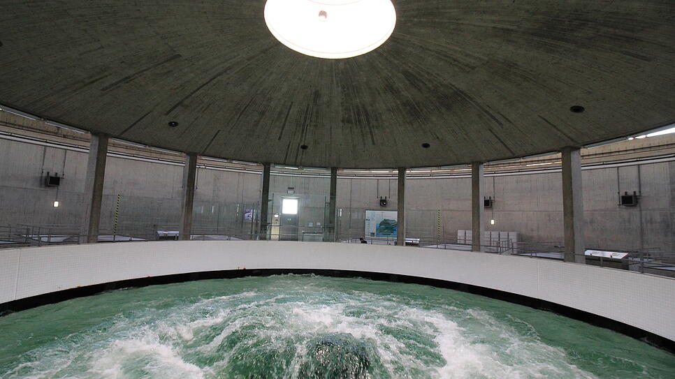 Mit einer Temperatur von 4 bis 5 Grad Celsius sprudelt das Bodenseewasser auf dem Sipplinger Berg aus dem Quelltopf der ...