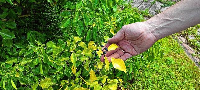 Beliebt bei Insekten und Vögeln: der Strauch-Efeu. Während seiner Blütezeit im Herbst wird er von vielen Insekten besucht. Im Frühjahr, ...