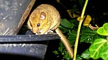 Diese Haselmaus soll ganz in der Nähe des Bereichs Trottenberg auf Jestetter Gemarkung gesichtet worden sein, wo die Gemeinde in einer ...