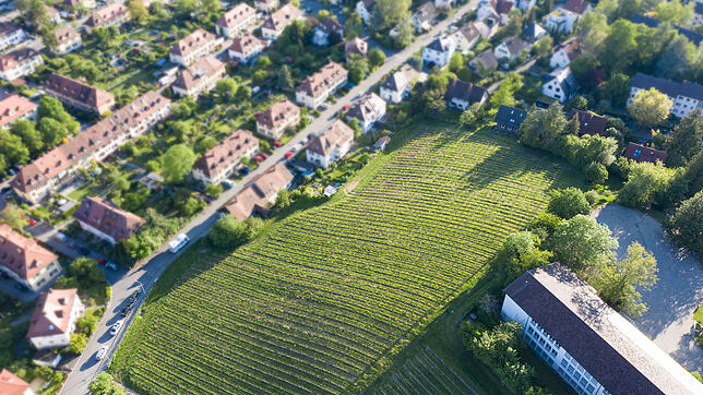 Bald nur noch Bio-Anbau? Auf den Weinbergen der Spitalkellerei, wie hier am Bismarcksteig und an der Sonnehalde, soll ab 2022 kein ...