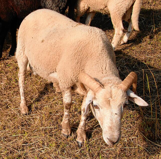 Bocksohn: Jungbock Joachim, Sohn von „Florian dem Zunftübergreifenden“, kam 2019 auf die Welt und wäre unter normalen ...