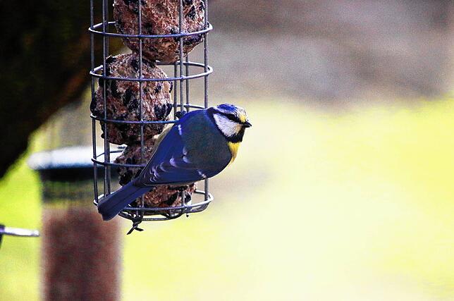 Blaumeisen dürfen bei der Ganzjahres-Fütterungsstation auf dem Affenberg nicht fehlen.